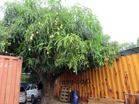 Дерево манго с плодами на территории 415 дивизиона.