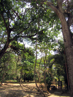 Лианы Ботанического сада Нагуанагуа раньше свисали, как качели, сейчас легли на землю.