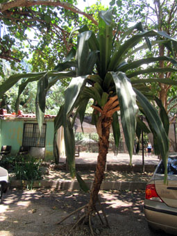 Пальма с ходульными корнями в Ботаническом саду Валенсии.