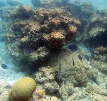 Подводный мир коралловой лагуны атолла Сомбреро.