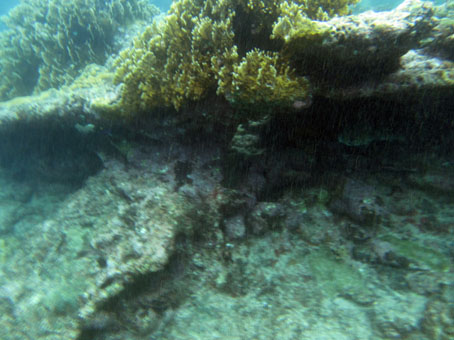 Подводный мир у западного кораллового берега бухты Патанемо.