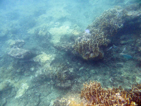 Подводный мир у западного кораллового берега бухты Патанемо.