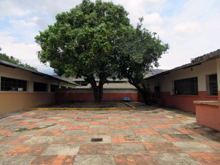 Дерево манго на территории 413 танкового батальона.