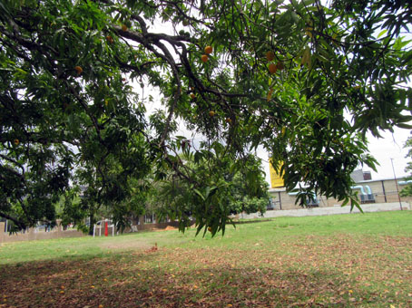 Дерево манго в 41 бронетанковой бригаде, чьи плоды так и просятся в руки.