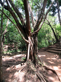 У этого дерева в парке Касупо так переплетены стволы, и корни, что не сразу разберёшь, где что.