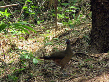 Птица гуачарака в парке Касупо.