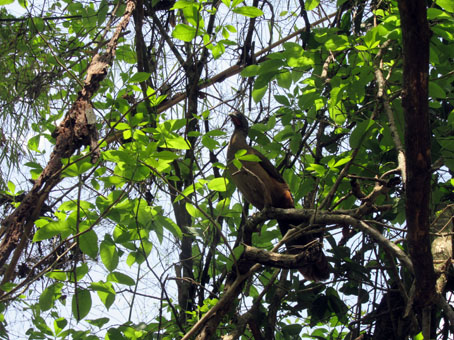 Птица гуачарака в парке Касупо в ВАленсии.
