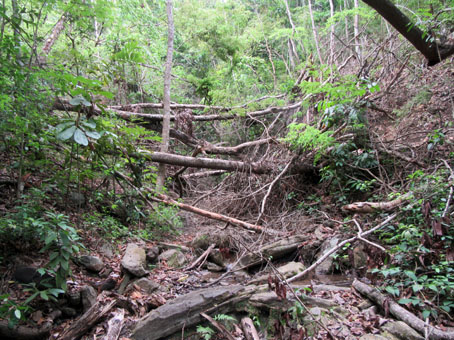 Завал из стволов деревьев в долине ручья у подножия горы Касупо.