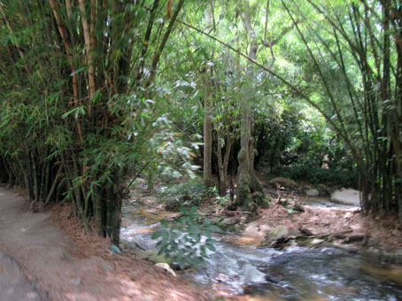 Бамбук вдоль речки Чорони.