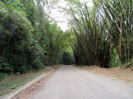 Бамбук вдоль дороги из Чорони в Маракай.