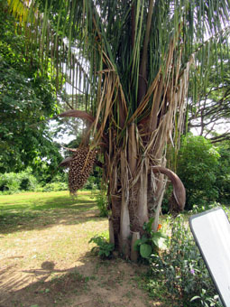 Вот такая пальма растёт в Ботаническом саду Валенсии.