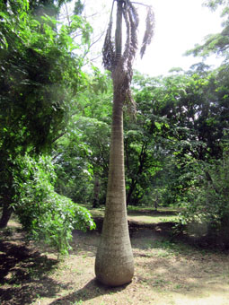 Есть в Ботаническом саду Валенсии пальма такой вот формы.