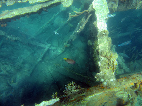 Косяк кефали у затонувшего в Карибском море корабля.