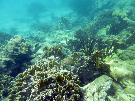 Коралловая отмель недалеко от острова Длинный (Исла Ларга).