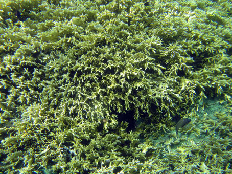 Эти жёлтые кораллы образовали своего рода кусты с пещерками.