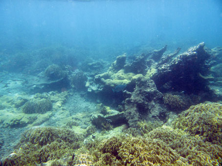 Эти жёлтые кораллы образовали своего рода кусты с пещерками.
