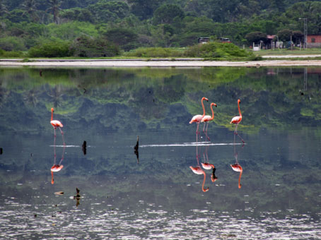 Фламинго в лагуне Патанемо.