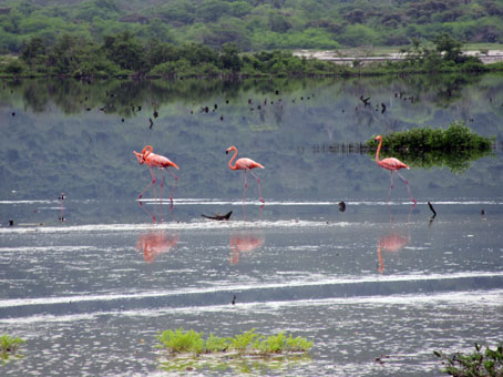 Фламинго в лагуне Патанемо.