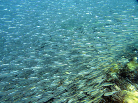 Косяк молодых рыб около рифа на востоке бухты Каты.