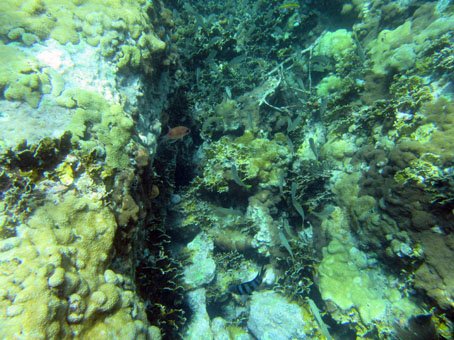 Коралловый риф на востоке бухты Ката.