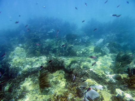 Коралловый риф на востоке бухты Ката.