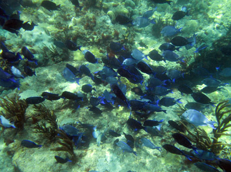 Подводный мир рифа у пляжа Сепе.