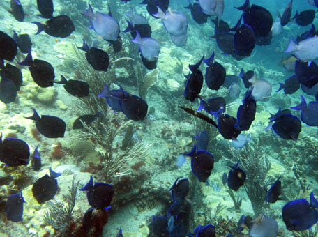 Подводный мир рифа у пляжа Сепе.
