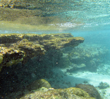 Подводный мир с внутренней стороне кораллового рифа.