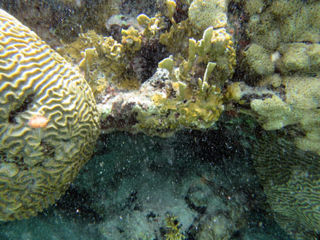 Подводный мир с внутренней стороне кораллового рифа.