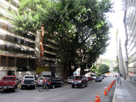 Это уже в Каракасе недалеко от гостиницы Гран Мелия. Меня впечатлили корни деревьев в переулочке в Каракасе.