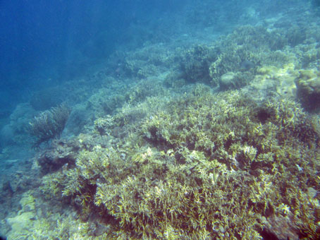 Коралловый подводный мир у острова Короля.