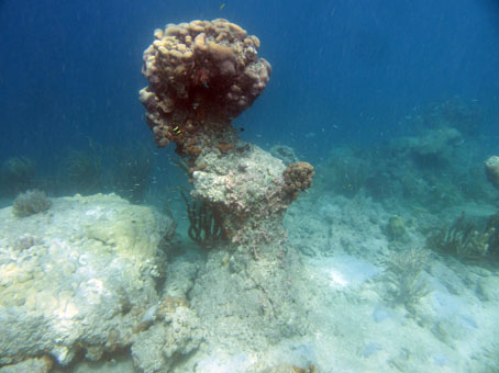 И коралл, растущий в Карибском море, как гриб.