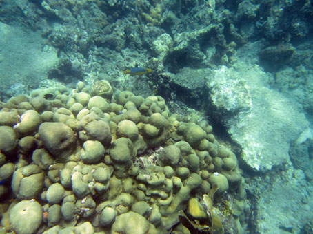 Коралловый подводный мир у острова Короля.