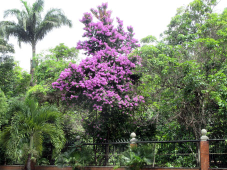 Амапате расцвела в Ботаническом саду Нагуанагуа в Валенсии.