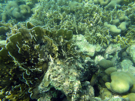Подводный мир у острова Длинный (Isla Larga).