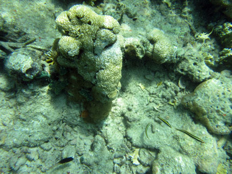 Подводный мир у острова Длинный (Isla Larga).
