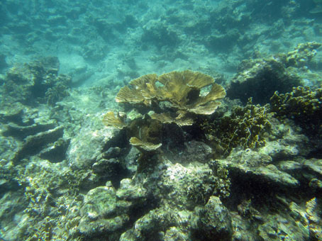 Есть вот такие нетронутые кораллы в стороне от туристических толп.