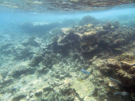 Подводный мир коралловой отмели.