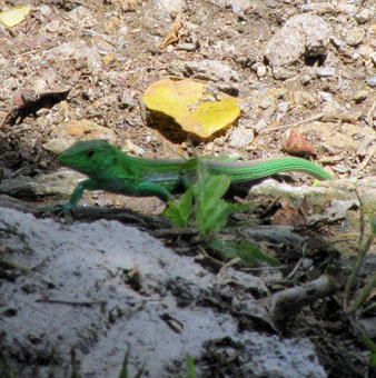 А эту зелёную ящерку я встретил на горе Касупо в парке Касупо в Валенсии.