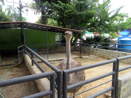 При Аквариуме Валенсии есть контактный зоопарк. А это в нём страус.