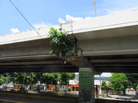 Фикус, выросший в мосту эстакады на проспекте Фигередо.