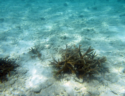Ближе к берегу были вот такие кораллы.