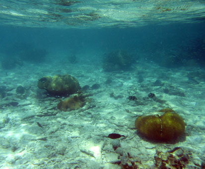 Подводный мир Карибского моря у атолла Кайо Агуа в архипелаге Лос Рокес