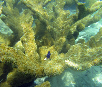 Подводный мир Карибского моря у атолла Кайо Агуа в архипелаге Лос Рокес