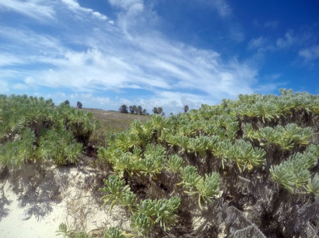 Ещё такая растительность была на острове Кайо Агуа.