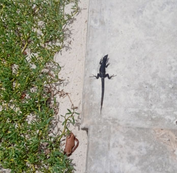 Вот такие чёрные ящерки бегают по атоллам архипелага Лос Рокес.