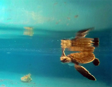 Морская черепаха в ванночке на Моски Сур.
