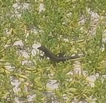 Вот такие чёрные ящерки бегают по атоллам архипелага Лос Рокес.