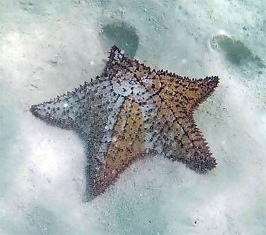 Морская звезда в карибских водах архипелага Лос Рокес.