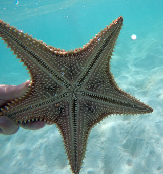 Морская звезда в карибских водах архипелага Лос Рокес.